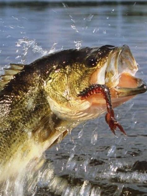 Discover The Largest Largemouth Bass Ever Caught In Oklahoma Az Animals