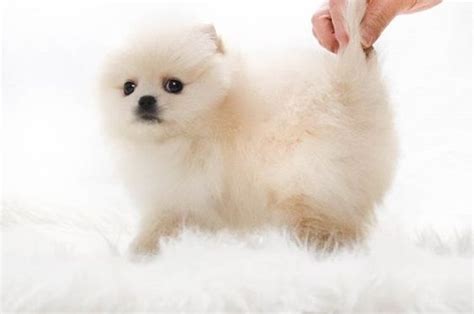 Find local pomeranian puppies for sale and dogs for adoption near you. Pomeranian Puppies For Sale | Littleton, NC #320524