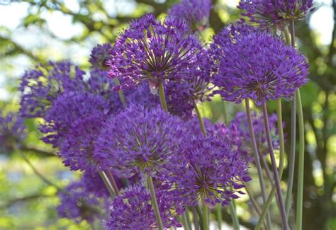 Allium Aflatunense Purple Sensation Ail D Ornement Plantes Shopping