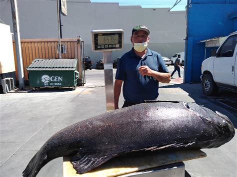 Marine Ecologist Surprised To Find “critically Endangered” Giant Sea