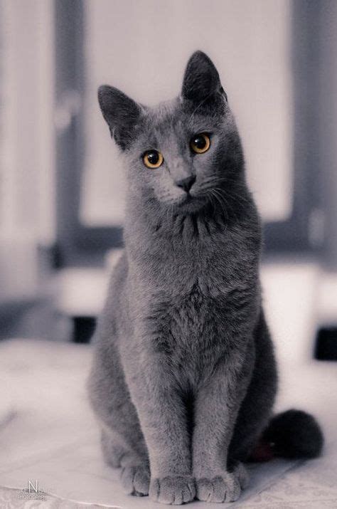 Best Russian Blue Cat Personality Images Ideas Most Affectionate Cat