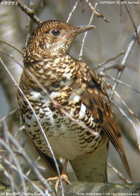 トラツグミ Zoothera Dauma Scaly Thrush Пестрый дрозд