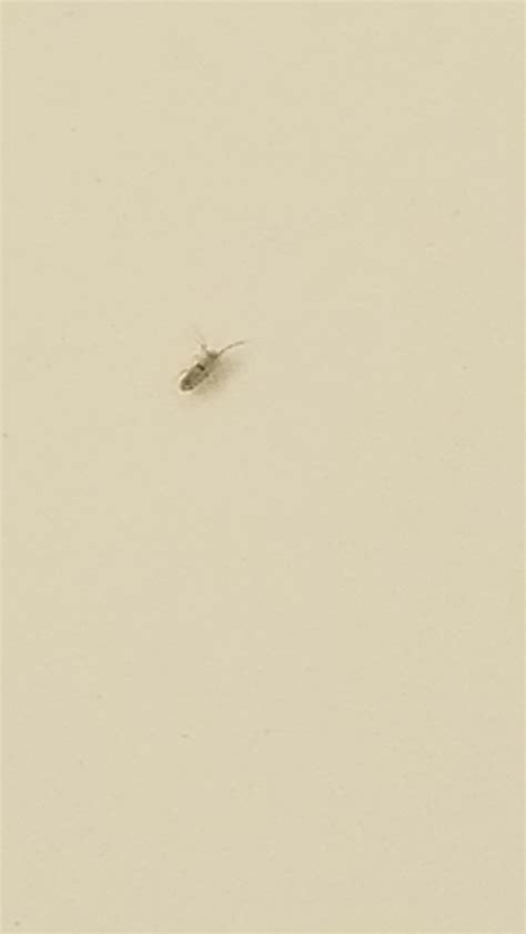 Super Tiny Bugs Crawling All Over Kitchen Northern California R
