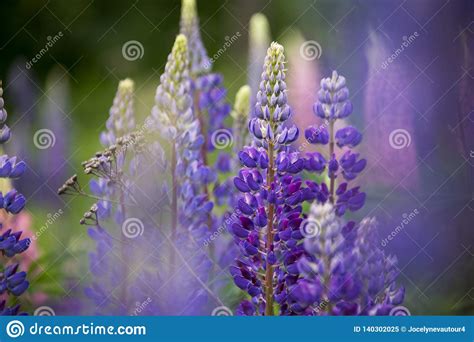 Close Up Of Purple Lupines In A Meadow Stock Image Image Of Bloom