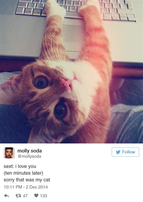 30 Hilarious Tweets That Only Cat People Will Understand Pulptastic