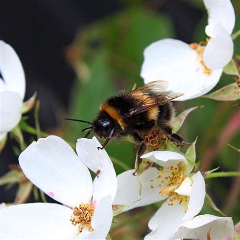 So what is bumble travel and how exactly does it work? How to make your garden bee-friendly