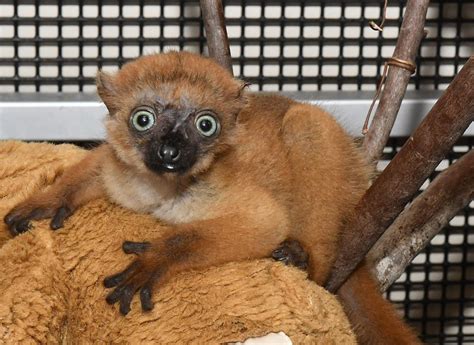 Infants Announced Four Lemurs Representing Four Different Species Born At Duke Lemur Center