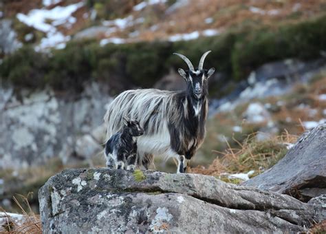 Feral Goats Scotland Zoochat