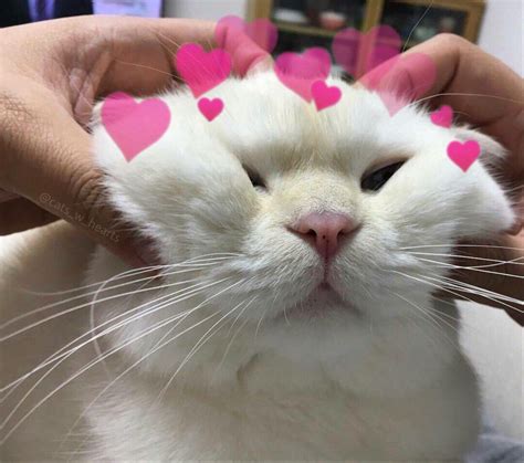 74 Meme Cats In Love Aesthetic