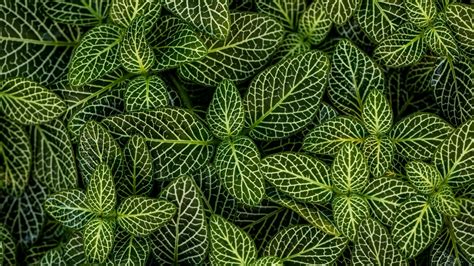Green Leaves 4k Ultra Hd Wallpaper Background Image