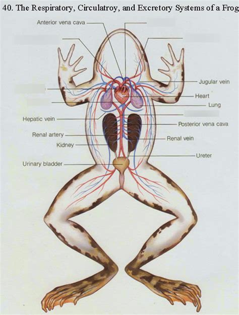 Lab 21 Frog Circulatory System Diagram Quizlet