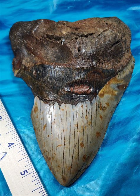 Massive 630 Inch Megalodon Shark Tooth · L1 630 L2 611 · Megateeth