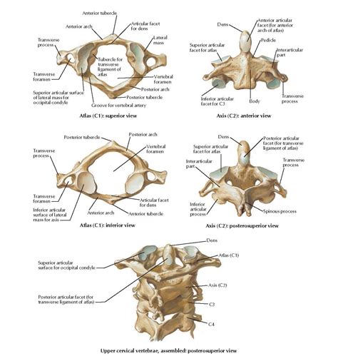 Atlas And Axis Anatomy Anatomical Charts And Posters