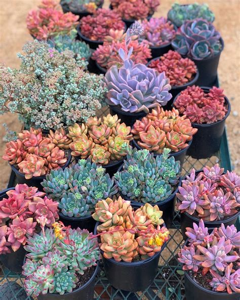 Stunning 💕💚💙💛 Photo By Insucculentlove Succulents Plants Planting