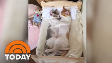 Inseparable Cat Siblings Love To Cuddle While Sleeping Today Youtube