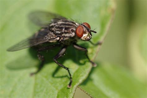 Close Up Of A Fly Free Stock Photo Public Domain Pictures