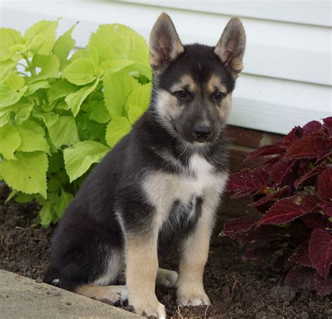 German Shepherd Siberian Husky For Sale Millersburg Oh Male Harley