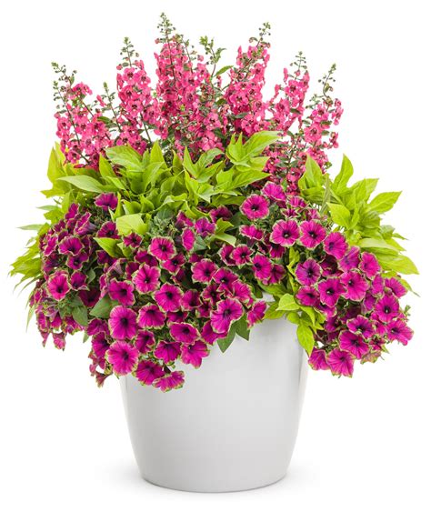 Supertunia Picasso In Purple Petunia Hybrid Proven