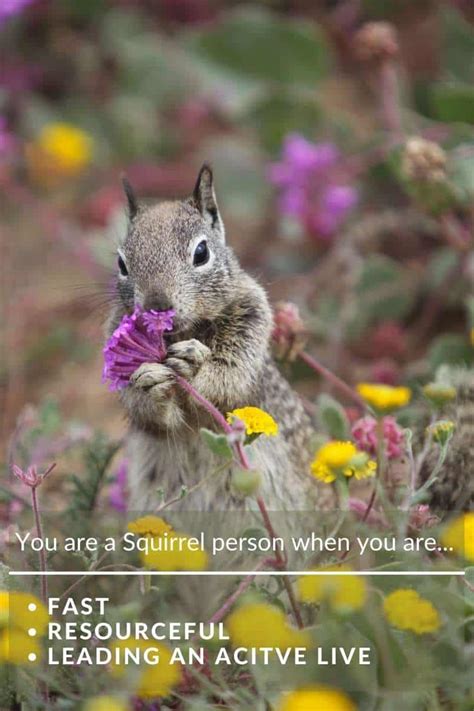Squirrel Symbolism Deep Insights From A Forest Favorite
