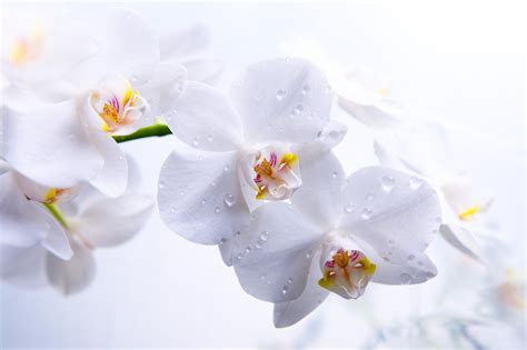 White Orchid Wallpapers And Images Wallpapers Pictures Photos