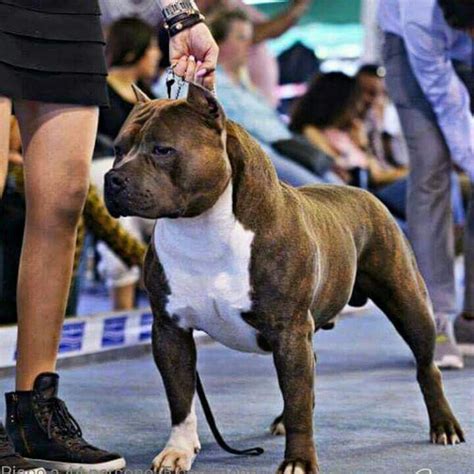 💖 Chicamexicana12 Classic Bully American Bully Classic Bully Breeds