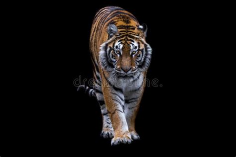 Un Tigre Con Fondo Negro Imagen De Archivo Imagen De Negro