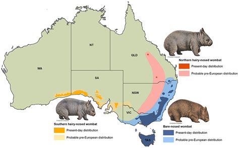 Common Wombat Map SexiezPicz Web Porn