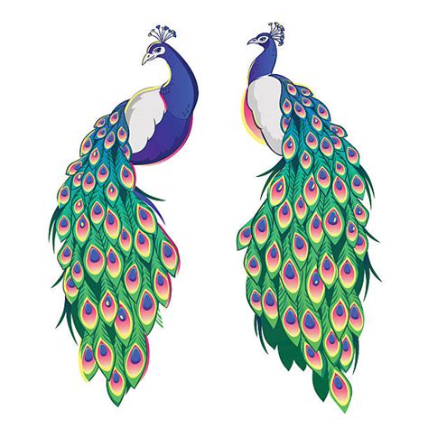 peacock illustrations royalty free vector graphics and clip art istock