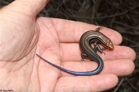 Southeastern Five Lined Skink Plestiodon Inexpectatus