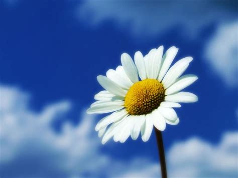 Large Daisy Flower Against A Blue Sky By Weeping Willow Photography
