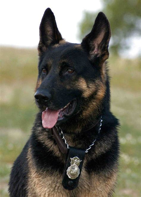 Why Are Most Police Dogs German Shepherds