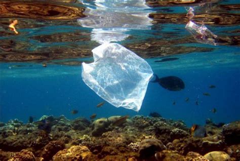 La Contaminación De Los Océanos A Causa Del Plástico Ecología Hoy