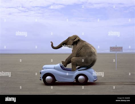 Elephant Driving Small Blue Car On Beach Stock Photo 2876938 Alamy