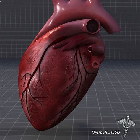 Human Heart Anatomy 3d Render Stock Illustration 1200