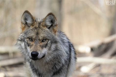 Endangered Mexican Gray Wolf Found Dead In Arizona Wolf Conservation