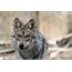 Endangered Mexican Gray Wolf Found Dead In Arizona  Conservation
