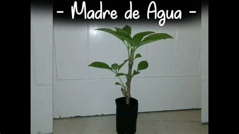 Madre De Agua Plants Youtube
