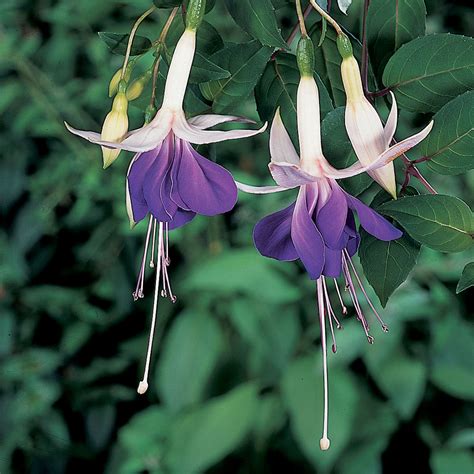 Fuchsia Blue Angel Beekenkamp Plants