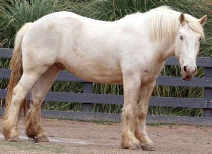 horse breeds american cream draft common horse breeds
