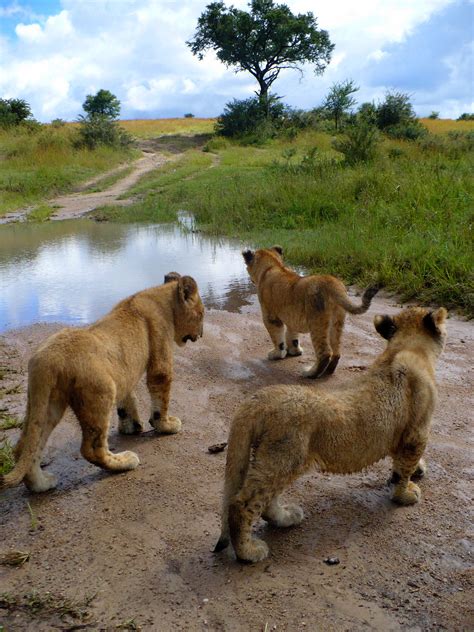 Lions in Zimbabwe: Politics and Volunteering | Anna Everywhere