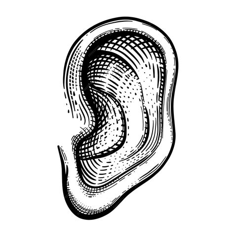 A Ear Vector Clipart Image Free Stock Photo Public Domain Clip