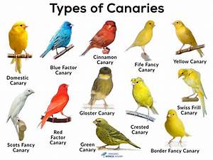 Canary Birds As Pets Care Cage Requirement How Long Do They Live