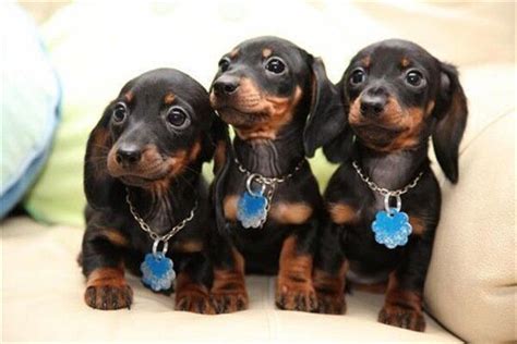 12 Cool Dachshunds Facts That You May Not Know