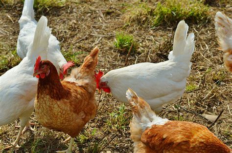 Goreng ayam hingga matang merata dan berwarna kuning kecokelatan. Pengen Sehat dan Cerdas? Konsumsi Daging Dan Telur Ayam
