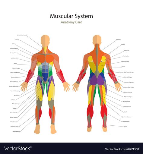 Human Muscles Exercise And Muscle Royalty Free Vector Image