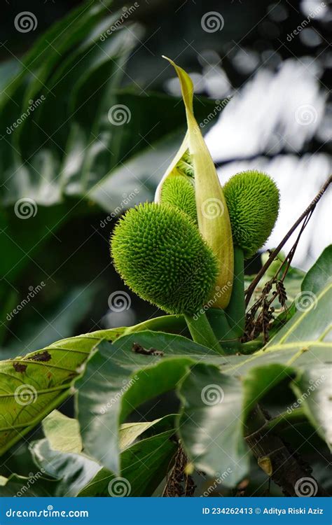 Artocarpus Camansi Also Breadnut Moraceae Breadfruit Artocarpus