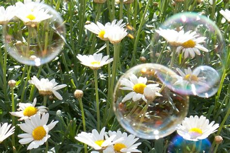 Pin By Joyfully Made Card Ministry On Summer Daisies And Bubbles With