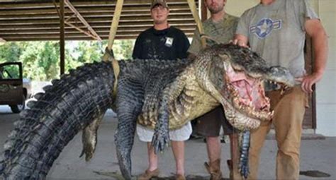 They Caught A Giant Alligator But They Were Shocked Even More When