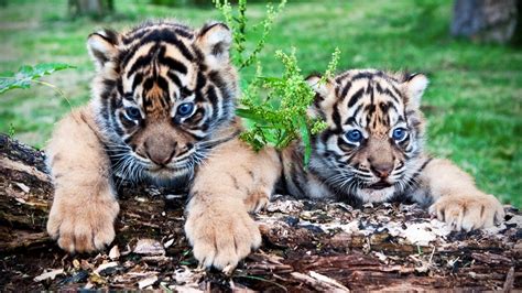 Cute Tiger Cubs Playing 🐆 Funny Tigers Playing Funny Pets