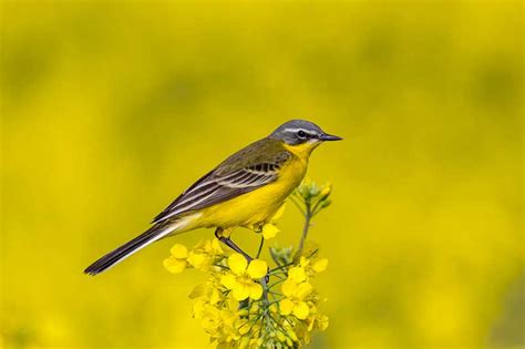Yellow Wagtail Bird Identification Guide Bird Spot